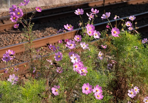 202011151002-DSC06315RX10M4.jpg