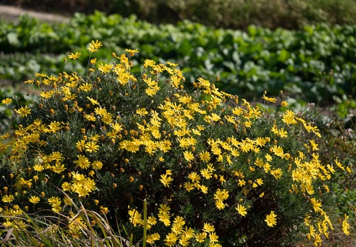 202011151125-DSC06377RX10M4.jpg