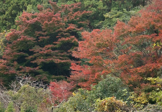 202011180952-DSC07271RX10M4.jpg