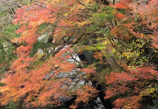 202011181017-DSC07355RX10M4.jpg