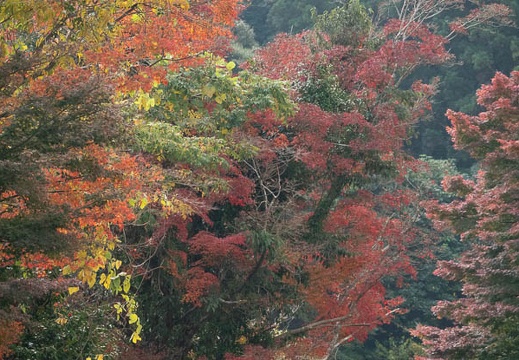 202011181024-DSC07396RX10M4.jpg
