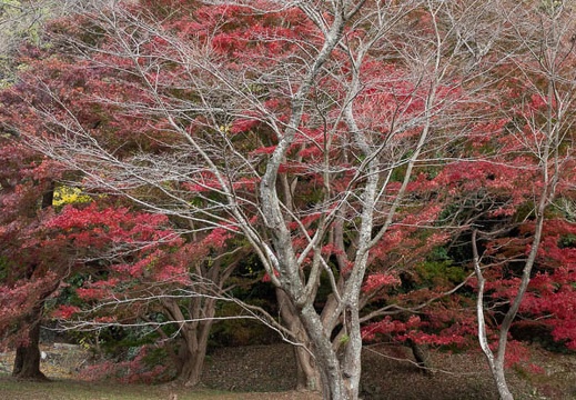 202011181033-DSC07433RX10M4.jpg