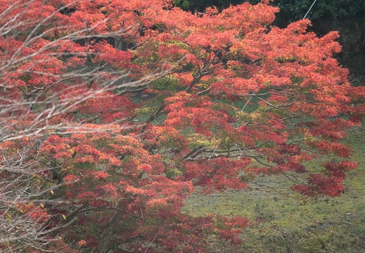 202011181103-DSC07512RX10M4.jpg