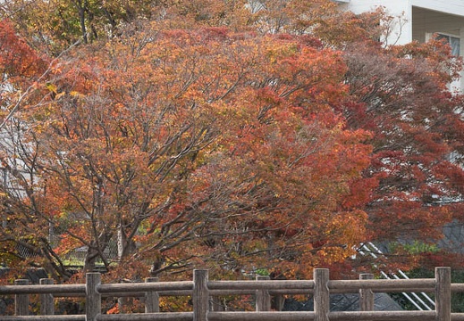 202011181211-DSC07547RX10M4.jpg