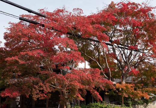 202011181220-DSC07573RX10M4.jpg