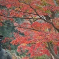 202011181417-DSC07951RX10M4.jpg