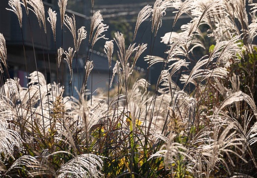 202011210837-DSC08851RX10M4.jpg