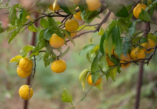 202012131020-DSC00019.jpg