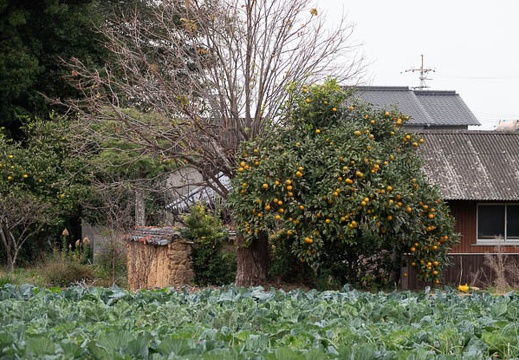 202012131023-DSC00025.jpg