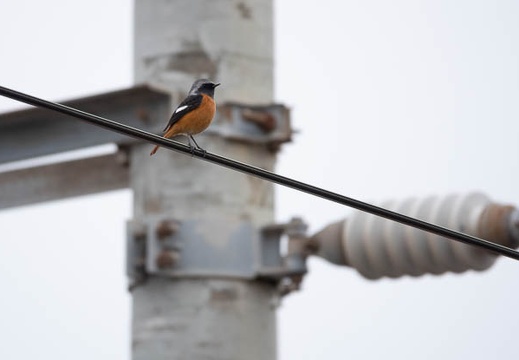 202012131030-DSC00041.jpg