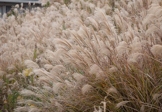 202012131049-DSC00205.jpg