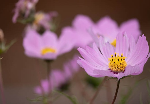 202012131052-DSC00208.jpg