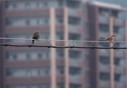 202012131112-DSC00214.jpg