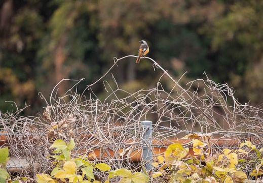 202012131118-DSC00223.jpg