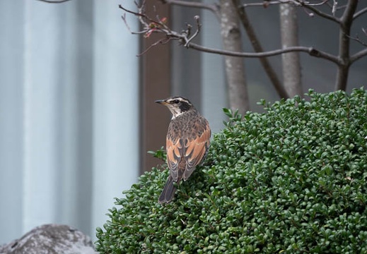 202012131124-DSC00232.jpg