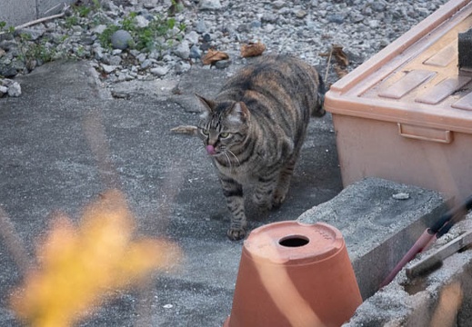 202101310829-DSC00238.jpg