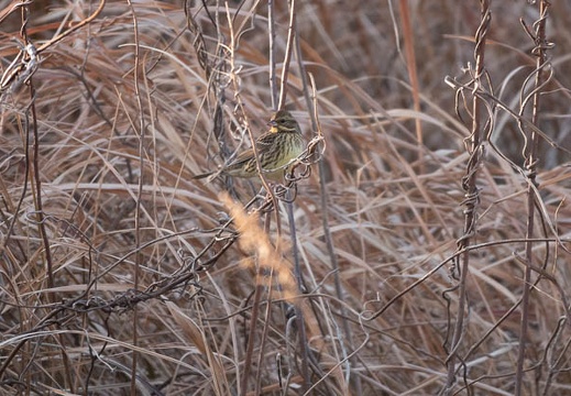 202101310843-DSC00289.jpg