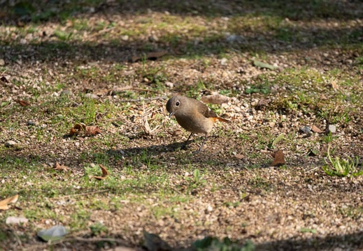 202101311223-DSC00772.jpg
