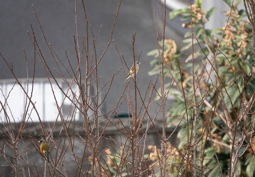 202102111040-DSC00956.jpg