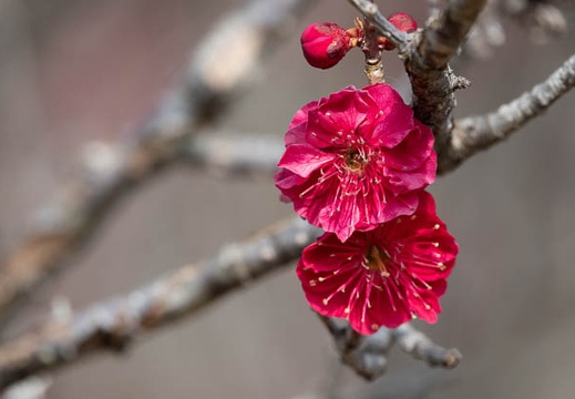 202102111251-DSC01000.jpg
