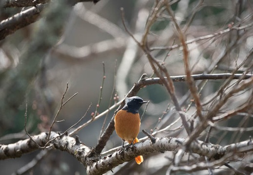 202102111254-DSC01017.jpg