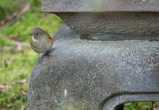 202102111334-DSC01125.jpg