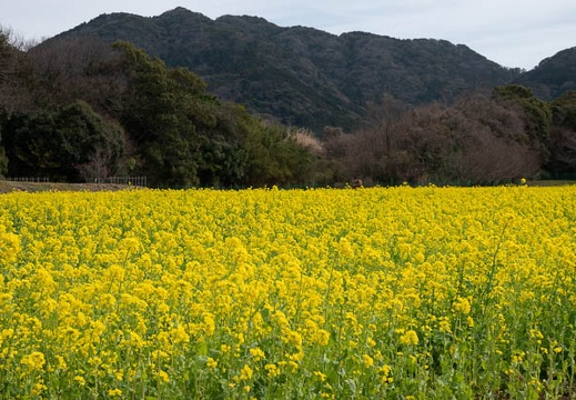 202103031228-DSC02106.jpg