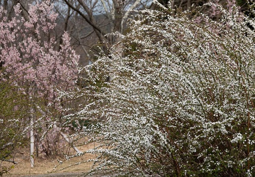 202103031242-DSC02170.jpg