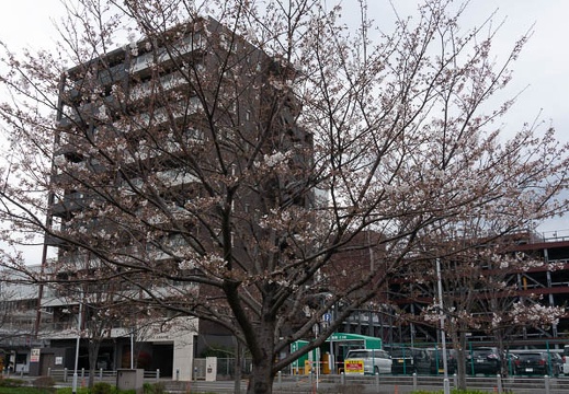 202103201256-DSC08493.jpg