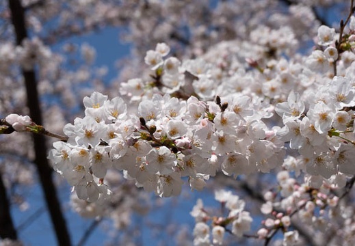 202103231148-DSC08724.jpg
