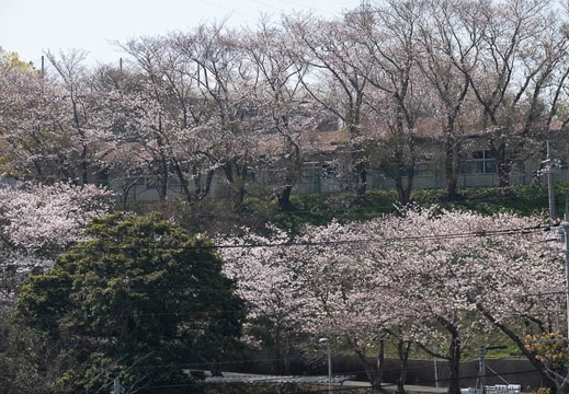 202103251048-DSC03900.jpg