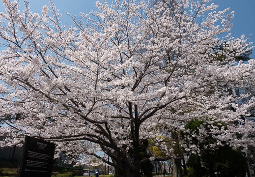 202103251250-DSC04118.jpg