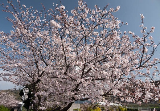 202103281550-DSC04954.jpg