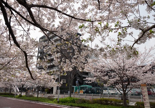 202103291259-DSC05392.jpg
