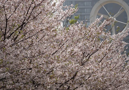 202103291301-DSC05397.jpg