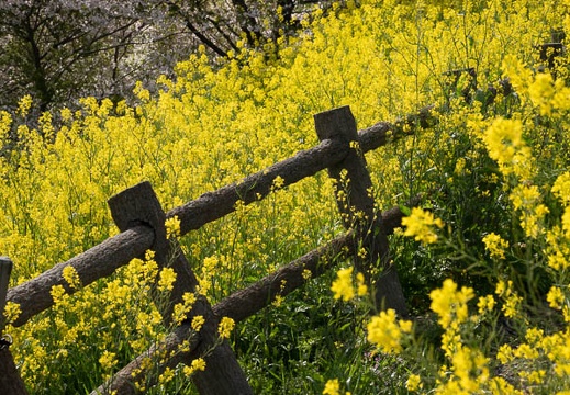 202103310838-DSC05484.jpg