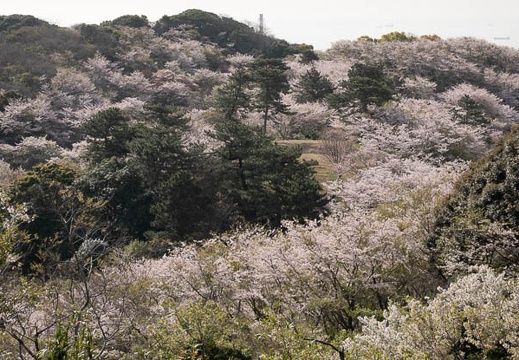 03.31 竜王山公園
