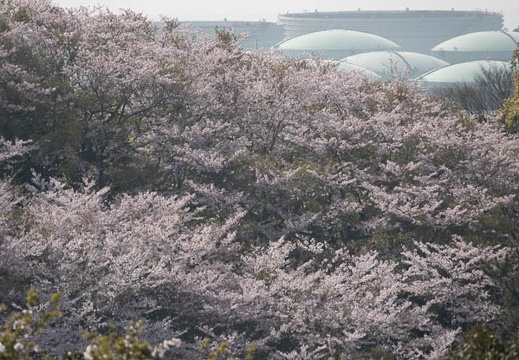 202103310859-DSC05580.jpg