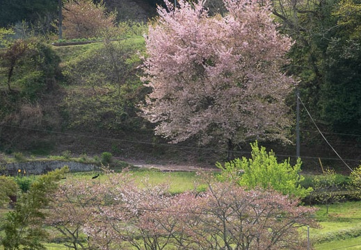 202104050954-DSC06815.jpg