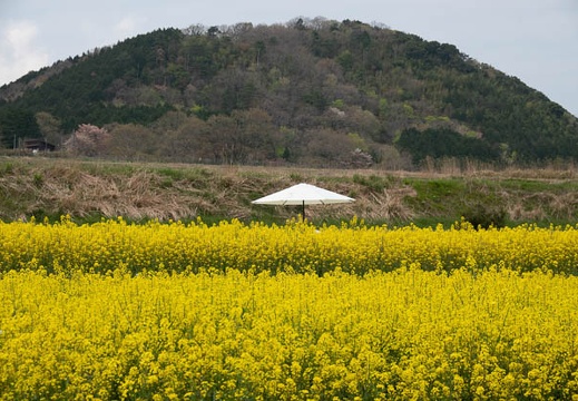 202104081230-DSC07526.jpg