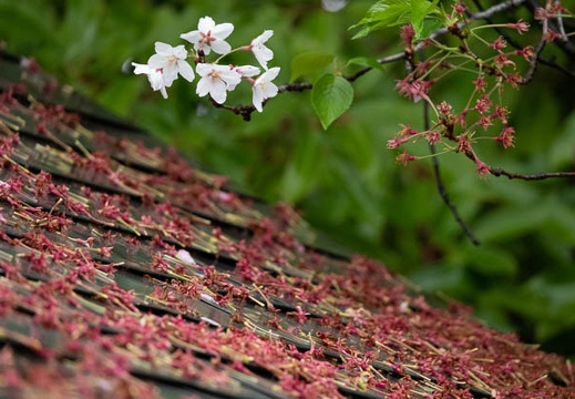202104131219-DSC08167.jpg