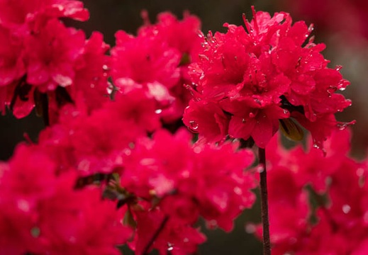 202104131324-DSC08222.jpg
