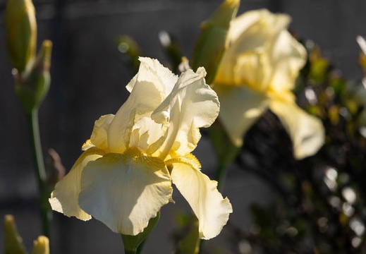 202104251637-DSC08951.jpg