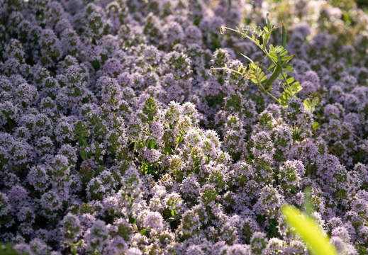202104251655-DSC08983.jpg