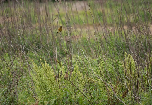 202105081301-DSC09250.jpg