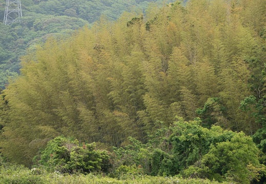 202105081326-DSC09337.jpg