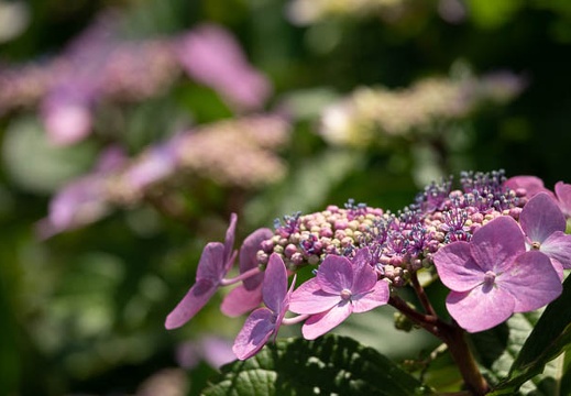 202105301130-DSC00639.jpg