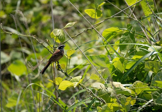 202105301134-DSC00650.jpg