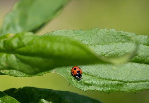 202105301135-DSC00654.jpg
