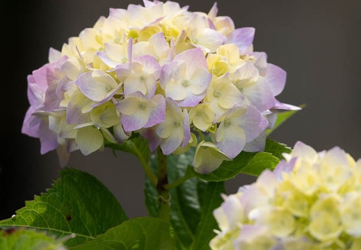 202106021442-DSC01105.jpg